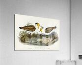 Masked Pewit Lobivanellus personatus illustrated by Elizabeth Gould 1804–1841 for John Gould’s 1804-1881 Birds of Australia  Acrylic Print