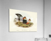 Red-necked Rail Rallina tricolor illustrated by Elizabeth Gould 1804–1841 for John Gould’s 1804-1881 Birds of Australia  Acrylic Print