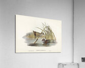 Spotted Water Crake Porzana fluminea illustrated by Elizabeth Gould 1804–1841 for John Gould’s 1804-1881 Birds of Australia  Impression acrylique