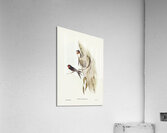 Welcome Swallow Hirundo neoxena illustrated by Elizabeth Gould 1804–1841 for John Gould’s 1804-1881 Birds of Australia  Acrylic Print