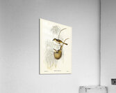 Singing Honey-eater Ptilotis sonorus illustrated by Elizabeth Gould 1804–1841 for John Gould’s 1804-1881 Birds of Australia  Acrylic Print