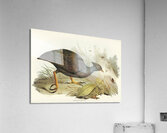 Mound-raising Megapode Megapodius Tumulus illustrated by Elizabeth Gould 1804–1841 for John Gould’s 1804-1881 Birds of Australia  Acrylic Print