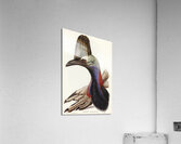 Australian Cassowary Casuarius australisillustrated by Elizabeth Gould 1804–1841 for John Gould’s 1804-1881 Birds of Australia  Acrylic Print