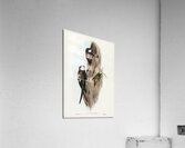 Australian Spine-tailed Swallow Acanthylis caudacuta illustrated by Elizabeth Gould 1804–1841 for John Gould’s 1804-1881 Birds of Australia  Acrylic Print