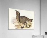 Skua Gull Lestris Catarractes illustrated by Elizabeth Gould 1804–1841 for John Gould’s 1804-1881 Birds of Australia  Acrylic Print