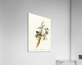 Pied Robin Petroica bicolor Swains illustrated by Elizabeth Gould 1804–1841 for John Gould’s 1804-1881 Birds of Australia  Acrylic Print