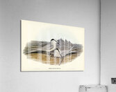 Black-naped Tern Sterna melanauchen illustrated by Elizabeth Gould 1804–1841 for John Gould’s 1804-1881 Birds of Australia  Acrylic Print