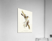 Scrub Robin Drymodes brunneopygia illustrated by Elizabeth Gould 1804–1841 for John Gould’s 1804-1881 Birds of Australia  Acrylic Print
