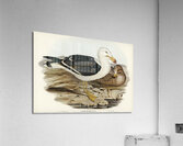 Pacific Gull Larus Pacificus illustrated by Elizabeth Gould 1804–1841 for John Gould’s 1804-1881 Birds of Australia  Acrylic Print