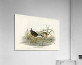 White-eyebrowed Water Crake Porzana leucophrys illustrated by Elizabeth Gould 1804–1841 for John Gould’s 1804-1881 Birds of Australia  Acrylic Print