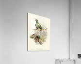 Standard-Wing Semioptera Wallacei illustrated by Elizabeth Gould 1804–1841 for John Gould’s 1804-1881 Birds of Australia  Acrylic Print