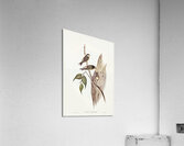 Tree Martin Collocalia arborea illustrated by Elizabeth Gould 1804–1841 for John Gould’s 1804-1881 Birds of Australia  Acrylic Print