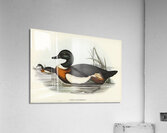 Chesnut-Coloured Shieldrake Casarca Tadornoides illustrated by Elizabeth Gould 1804–1841 for John Gould’s 1804-1881 Birds of Australia  Acrylic Print