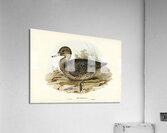 Freckled Duck Anus naevosa illustrated by Elizabeth Gould 1804–1841 for John Gould’s 1804-1881 Birds of Australia  Acrylic Print
