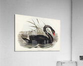 Black Swan Cygnus atratus illustrated by Elizabeth Gould 1804–1841 for John Gould’s 1804-1881 Birds of Australia  Acrylic Print