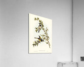 White-cheeked Honey-eater Meliphaga sericea illustrated by Elizabeth Gould 1804–1841 for John Gould’s 1804-1881 Birds of Australia  Acrylic Print