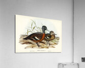Chesnut-breasted Duck Anas punctata illustrated by Elizabeth Gould 1804–1841 for John Gould’s 1804-1881 Birds of Australia  Acrylic Print