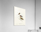 Red-capped Robin Petroica Goodenovii illustrated by Elizabeth Gould 1804–1841 for John Gould’s 1804-1881 Birds of Australia  Acrylic Print