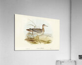Bartrams Sandpiper Actiturus Bartramius illustrated by Elizabeth Gould 1804–1841 for John Gould’s 1804-1881 Birds of Australia  Acrylic Print