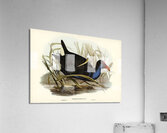 Zure-breasted Porphyrio Porphyrio bellus illustrated by Elizabeth Gould 1804–1841 for John Gould’s 1804-1881 Birds of Australia  Acrylic Print