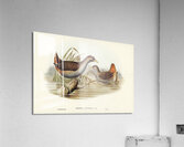 Rufous-vented Gallinule Gallinula ruficrissa illustrated by Elizabeth Gould 1804–1841 for John Gould’s 1804-1881 Birds of Australia  Acrylic Print