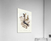 Australian Swift Cypselus Australis illustrated by Elizabeth Gould 1804–1841 for John Gould’s 1804-1881 Birds of Australia  Acrylic Print