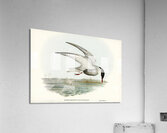 Marsh Tern Hydrochelidon fluviatilis illustrated by Elizabeth Gould 1804–1841 for John Gould’s 1804-1881 Birds of Australia  Acrylic Print