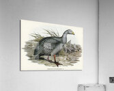 Cereopsis Goose Cereopsis Novae-Hollandiae illustrated by Elizabeth Gould 1804–1841 for John Gould’s 1804-1881 Birds of Australia  Acrylic Print