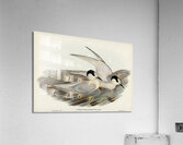 Black-billed Tern Sterna melanorhyncha illustrated by Elizabeth Gould 1804–1841 for John Gould’s 1804-1881 Birds of Australia  Acrylic Print