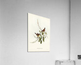 White-fronted Sericornis Sericornis frontalis illustrated by Elizabeth Gould 1804–1841 for John Gould’s 1804-1881 Birds of Australia  Acrylic Print