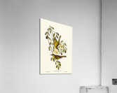 Varied Honey-eater Ptilotis versicolor illustrated by Elizabeth Gould 1804–1841 for John Gould’s 1804-1881 Birds of Australia  Acrylic Print