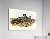 Australian Shoveller Spatula Rhynchotis illustrated by Elizabeth Gould 1804–1841 for John Gould’s 1804-1881 Birds of Australia  Acrylic Print