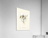 Brown Honey-eater Glyciphila ocularis illustrated by Elizabeth Gould 1804–1841 for John Gould’s 1804-1881 Birds of Australia  Acrylic Print