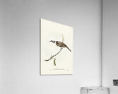 Silvery-crowned Friar Bird Tropidorhynchus argenticeps illustrated by Elizabeth Gould 1804–1841 for John Gould’s 1804-1881 Birds of Australia  Acrylic Print