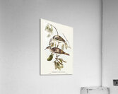 Friar Bird Tropidorhynchus corniculatus illustrated by Elizabeth Gould 1804–1841 for John Gould’s 1804-1881 Birds of Australia  Acrylic Print