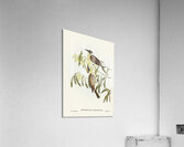 Yellow-throated Friar Bird Tropidorhynchus citreogularis illustrated by Elizabeth Gould 1804–1841 for John Gould’s 1804-1881 Birds of Australia  Acrylic Print