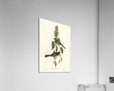 Yellow-throated Honey-eater Ptilotis flavigula illustrated by Elizabeth Gould 1804–1841 for John Gould’s 1804-1881 Birds of Australia  Acrylic Print