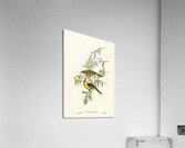 Yellow-tufted Honey-eater Ptilotis auricomis illustrated by Elizabeth Gould 1804–1841 for John Gould’s 1804-1881 Birds of Australia  Acrylic Print