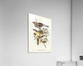 Yellow-bellied Sphecotheres Sphecotheres flaviventris illustrated by Elizabeth Gould 1804–1841 for John Gould’s 1804-1881 Birds of Australia  Acrylic Print