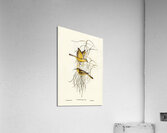 Yellow Honey-eater Ptilotis flava illustrated by Elizabeth Gould 1804–1841 for John Gould’s 1804-1881 Birds of Australia  Acrylic Print