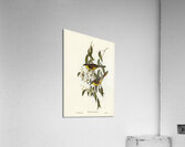 Wattle-cheeked Honey-eater Ptilotis cratitius illustrated by Elizabeth Gould 1804–1841 for John Gould’s 1804-1881 Birds of Australia  Acrylic Print