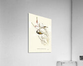 Tasmanian Honey-eater Meliphaga Australasiana illustrated by Elizabeth Gould 1804–1841 for John Gould’s 1804-1881 Birds of Australia  Acrylic Print