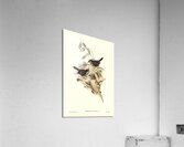 Sombre-coloured Sericornis Sericornis humilis illustrated by Elizabeth Gould 1804–1841 for John Gould’s 1804-1881 Birds of Australia  Acrylic Print