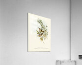 Grey-breasted Zosterops Zosterops tephropleurus illustrated by Elizabeth Gould 1804–1841 for John Gould’s 1804-1881 Birds of Australia  Acrylic Print