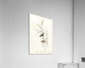 Square-tailed Warbler Cysticola isura illustrated by Elizabeth Gould 1804–1841 for John Gould’s 1804-1881 Birds of Australia  Acrylic Print