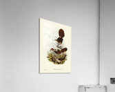 Rufous-headed Bristle-Bird Sphenura Broadbenti illustrated by Elizabeth Gould 1804–1841 for John Gould’s 1804-1881 Birds of Australia  Acrylic Print