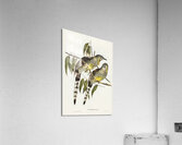 Graeat Wattled Honey-eater Anthochaera inauris illustrated by Elizabeth Gould 1804–1841 for John Gould’s 1804-1881 Birds of Australia  Acrylic Print