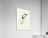 Red-rumped Wren ylacola pyrrhopygia illustrated by Elizabeth Gould 1804–1841 for John Gould’s 1804-1881 Birds of Australia  Acrylic Print