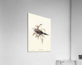 Shining starling Aplonis metallica illustrated by Elizabeth Gould 1804–1841 for John Gould’s 1804-1881 Birds of Australia  Acrylic Print