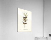 Allied Sericornis Ericornis osculans illustrated by Elizabeth Gould 1804–1841 for John Gould’s 1804-1881 Birds of Australia  Acrylic Print